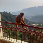 Vasant Palace Hotel Mussoorie Executive Room Monkey Visit