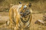 Tiger Safari Booking – Tadoba National Park